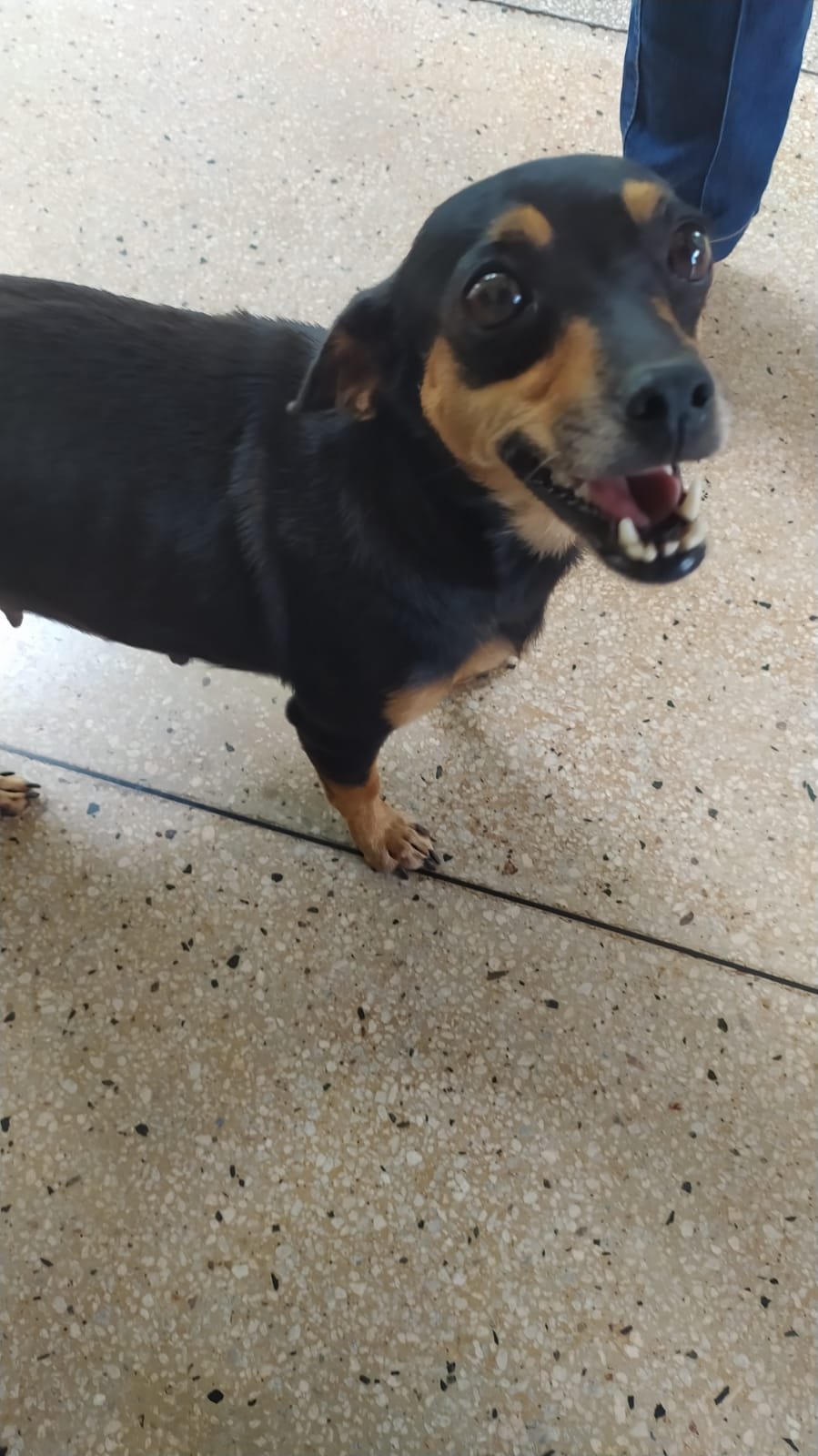 Vira lata linda e Esperta, louca por colinho